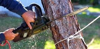 Best Utility Line Clearance  in Brighton, CO