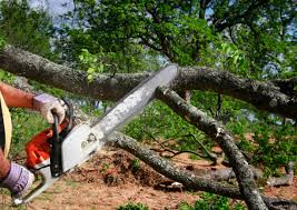Best Organic Lawn Care Solutions  in Brighton, CO