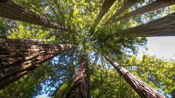 Trusted Brighton, CO Tree Services Experts
