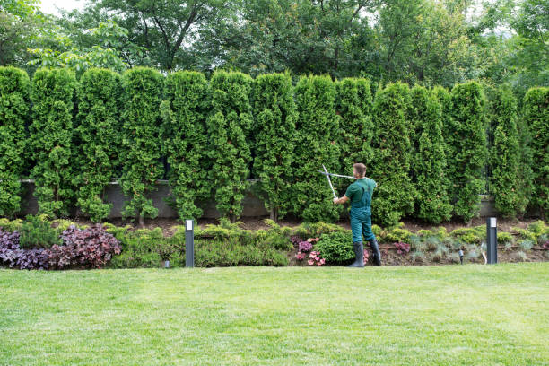 Best Commercial Tree Services  in Brighton, CO