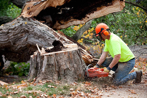 Best Stump Grinding and Removal  in Brighton, CO