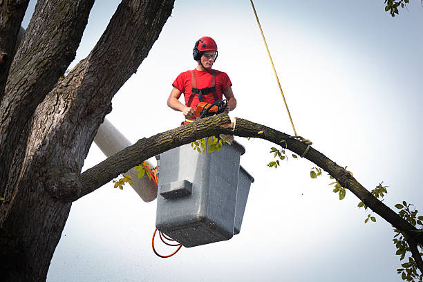 Best Leaf Removal  in Brighton, CO