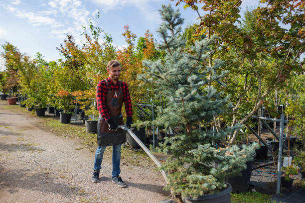 Best Tree and Shrub Care  in Brighton, CO