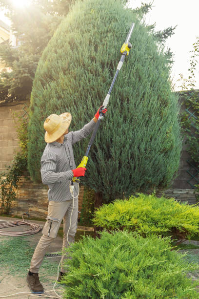 Best Emergency Tree Removal  in Brighton, CO